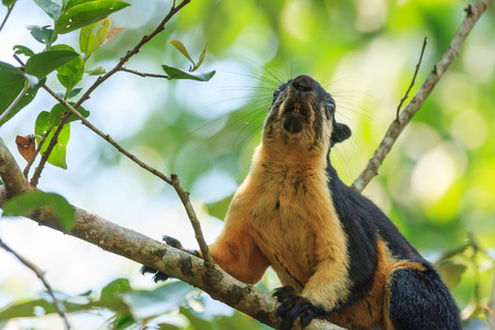 A close up of black giant squirrel climbing on the tree in the forest of Thailandの写真素材