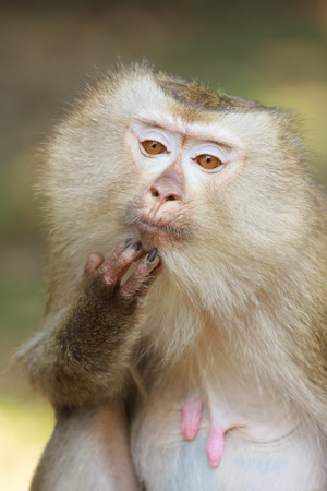 A close up of Pig-tailed Macaque (Macaca nemestrina) in Thailand