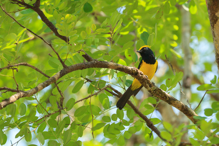 Male Sultan Tit on a branch in the forestの写真素材