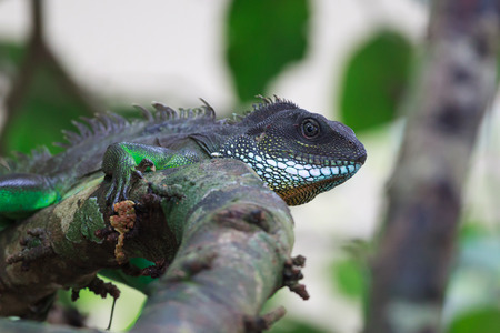A Chinese water dragon resting on the branch