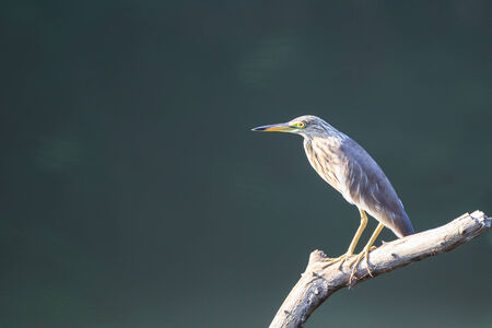 A Chinese Pond-Heron perched on a dried branch
