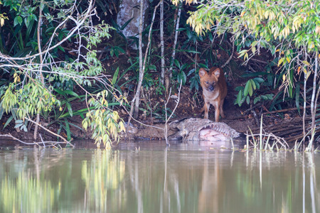 Asian wild dogs eating a Eurasian Wild Pig in the forest