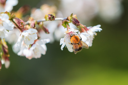 Bee collecting pollen from flowersの写真素材