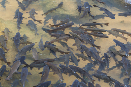 Soro brook carp waterfall fishの写真素材