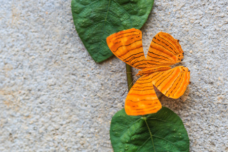 Close up of Intermediate Maplet  butterfly on the wallの写真素材