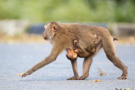 Pig-tailed Macaque(Macaca leonina) in Khaoyai national park,Thailandの写真素材