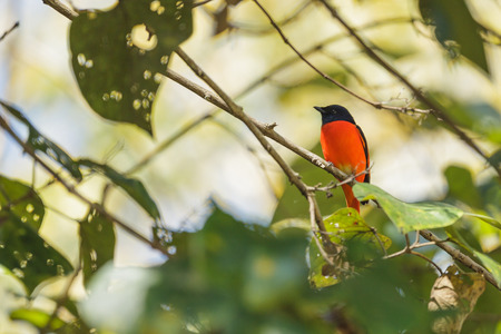 Beautiful bird, a Scarlet minivet perching on a branchの写真素材