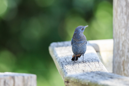 beautiful male blue rock thrush (Monticola solitarius) restingの写真素材