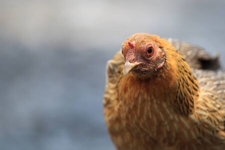 Wild Red junglefowl (Gallus gallus) in natureの写真素材