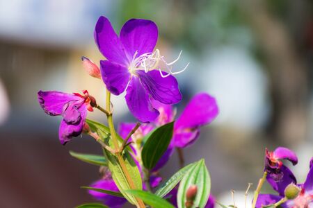 flowerの写真素材