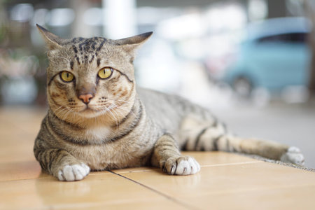 Cat Boringの写真素材