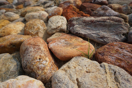 grass among the rockの写真素材