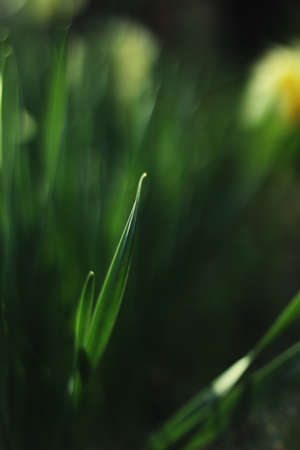 Detail of a daffodil leafの写真素材