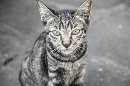 Cat looking at camera の写真素材