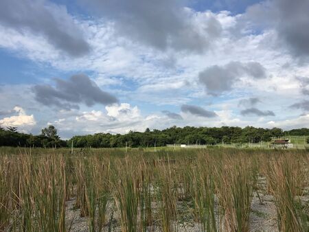 Grass field