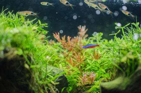 water tree and beautiful fish