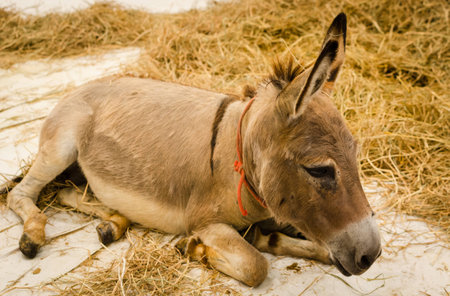 donkeys