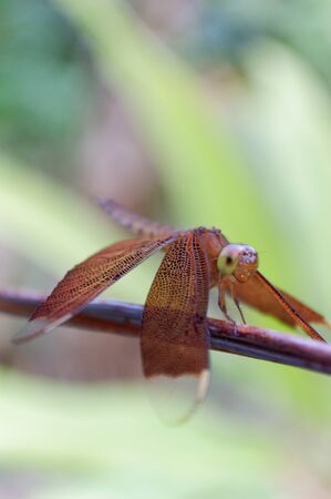 dragonflyの写真素材