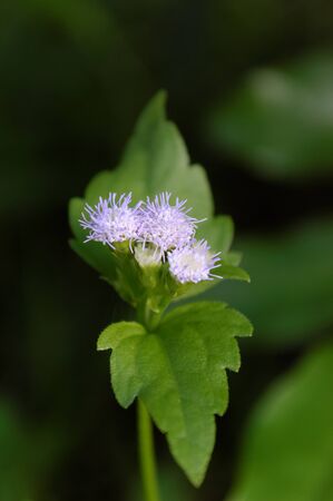 Grass flowerの写真素材