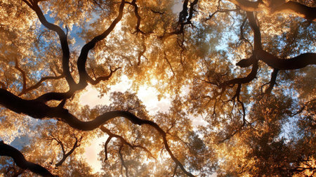 Captivating view of a vibrant autumn canopy with colorful leaves and twisting branches. The bright sunlight filters through the foliage, creating a serene atmosphere in nature.の素材