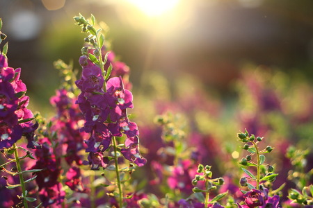violet flower sunshineの写真素材
