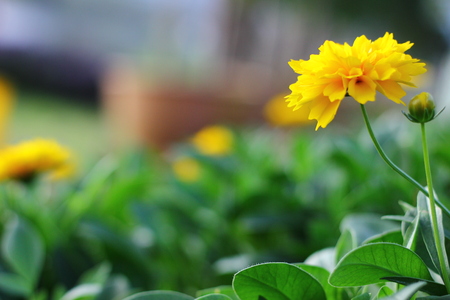 Yellow flowerの写真素材