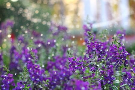 violet flower wateringの写真素材