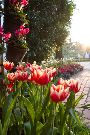 red tulipsの写真素材