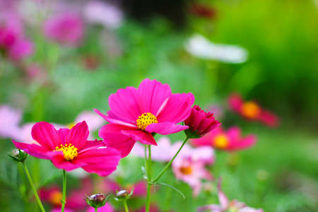pink flowerの写真素材