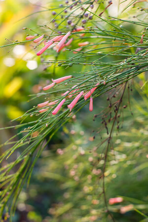 grass is pink flowerの写真素材
