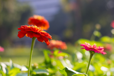 the red flower bloom fight to daylightの写真素材