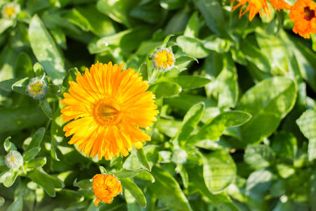 the yellow flower bloom fight to daylightの写真素材