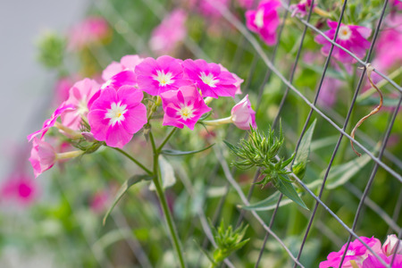 Pink hydrangea out side cageの写真素材