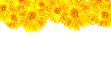 the yellow gerbera frameworkの写真素材