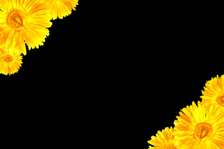the yellow gerbera frameworkの写真素材