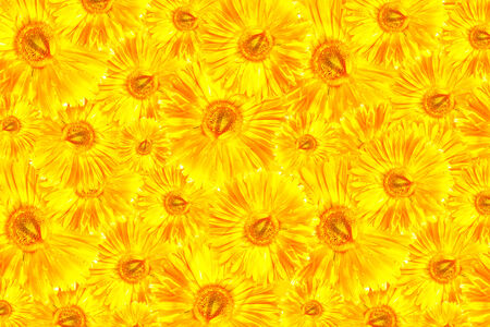 the yellow gerbera frameworkの写真素材