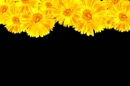 the yellow gerbera frameworkの写真素材