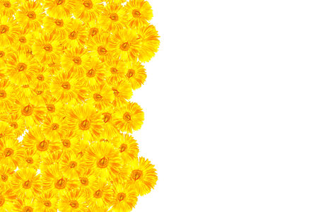 the yellow gerbera frameworkの写真素材