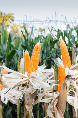Organic Sweet Corn For Animal Farm Organic and health.の写真素材