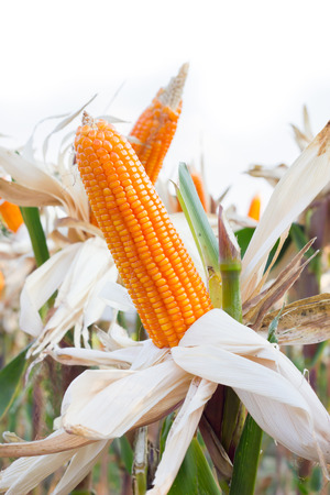 Organic Sweet Corn For Animal Farm Organic and health.の写真素材