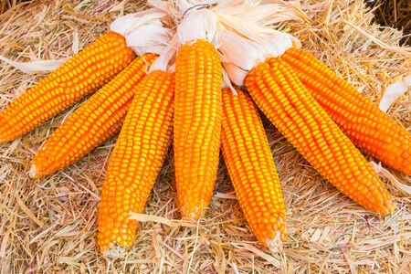 Organic Sweet Corn For Animal Farm Organic and health.の写真素材