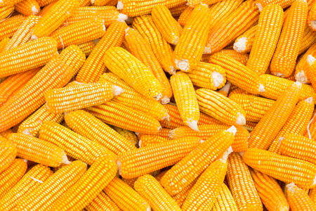 Organic Sweet Corn For Animal Farm Organic and health.の写真素材