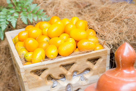Kumquat Orange organic edible shell. High vitamin.の写真素材