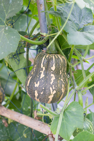 Fancy pumpkin grown in a natural way To health-conscious consumersの写真素材