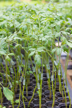 Technology is developing tomato varietiesの写真素材