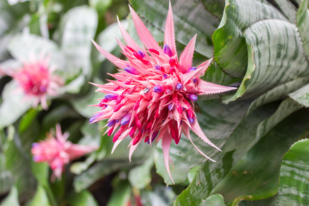 Bromeliad flowers in the house happily. The cold makes them look fresh.Looks like a pineapple, but eat not only decorate the garden.の写真素材