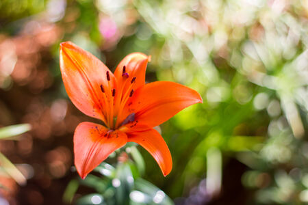 orange lily flowers fieldの写真素材