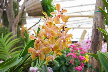 Beautiful yellow orchid flowers closeupの写真素材