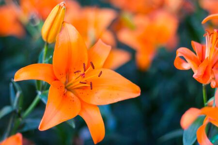 orange lily flowers fieldの写真素材