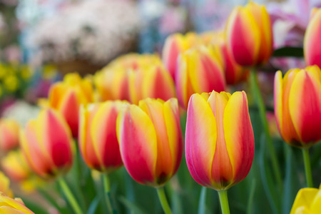 Blooming spring flowers tulipsの写真素材